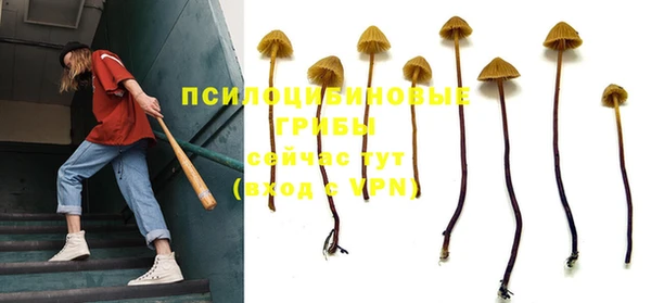 шишки Няндома